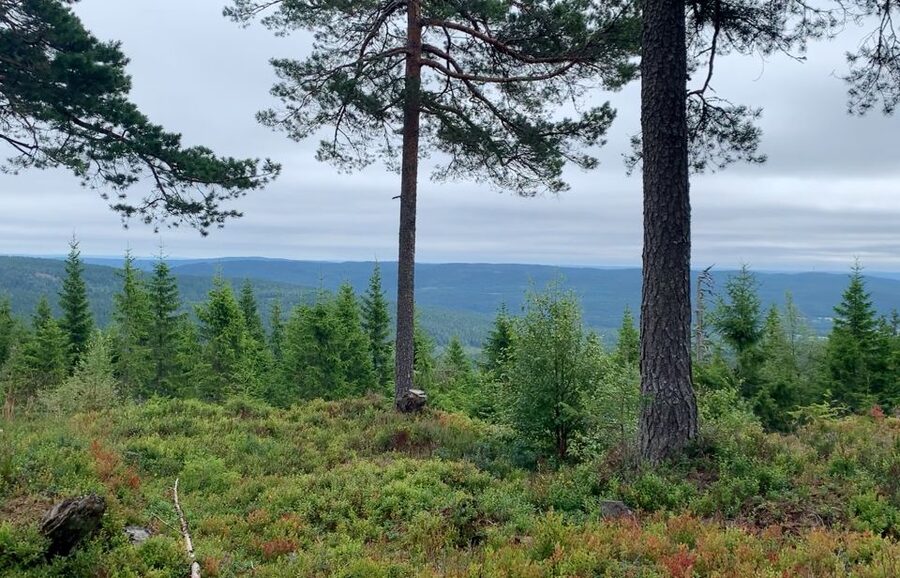 Oslo: Skjennungstoppen Wildlife Forest Hiking Tour - Skjennungstoppen and the day’s best views