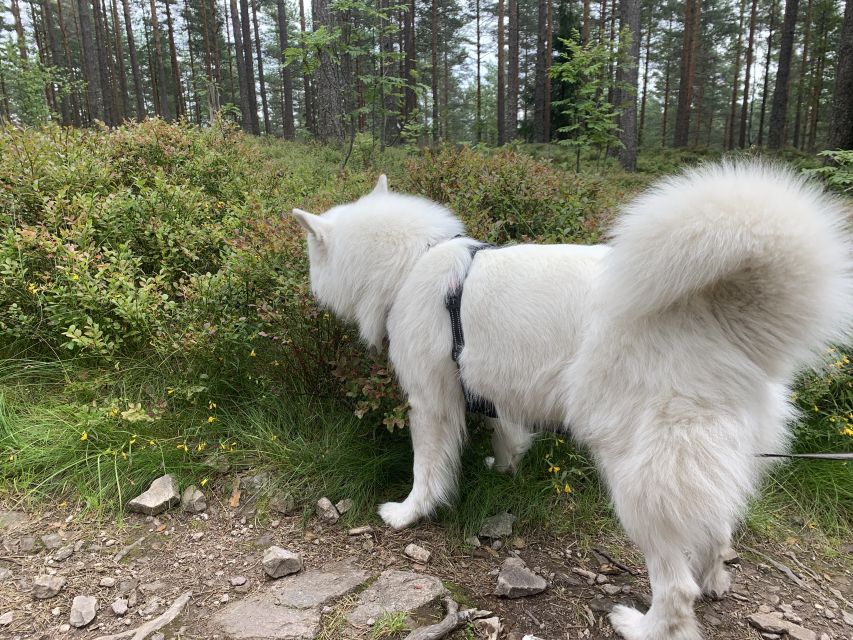 Oslo: Skjennungstoppen Wildlife Forest Hiking Tour - Norwegian cabin stops at Skjennungenstua and Ullevålseter