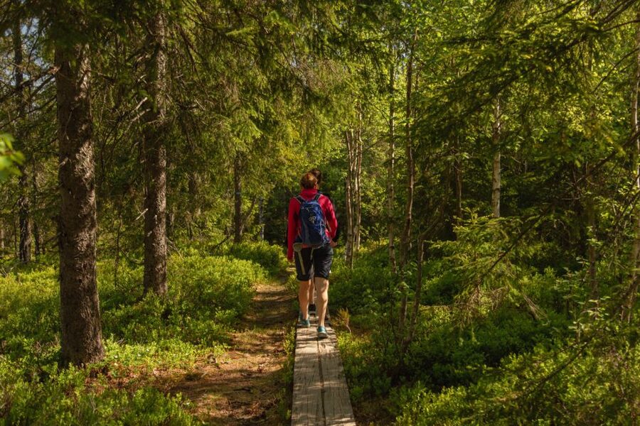Oslo: Skjennungstoppen Wildlife Forest Hiking Tour - Who should book this hike?