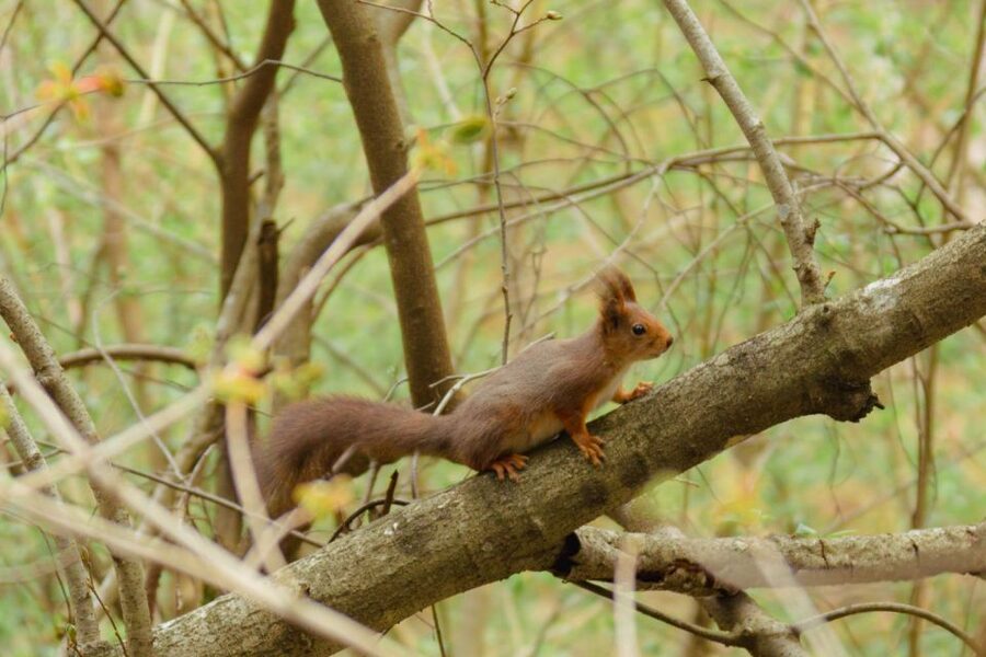 Oslo: Skjennungstoppen Wildlife Forest Hiking Tour - Five hours on foot through Nordmarka