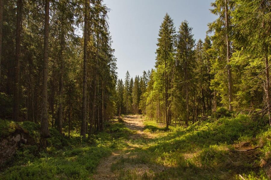 Oslo: The Spectacular Holmenkollen Walk - From Oslo Central Station to the forested hills