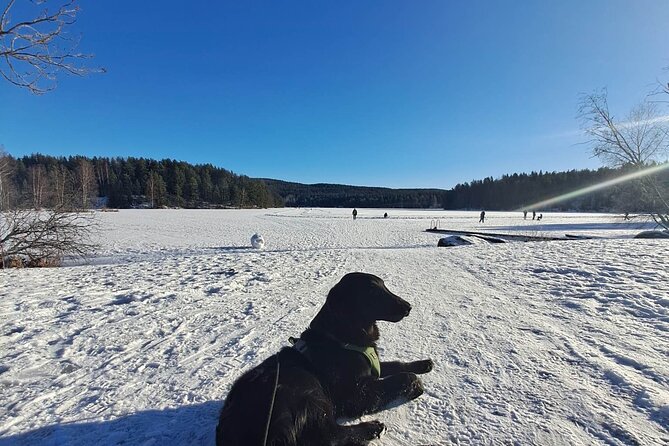 Oslo: Winter wonderland forest hike & campfire with a dog - The final climb to Solbråtan station