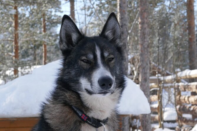 Privat sled trip with husky in the alta valley - Key points to know before you book