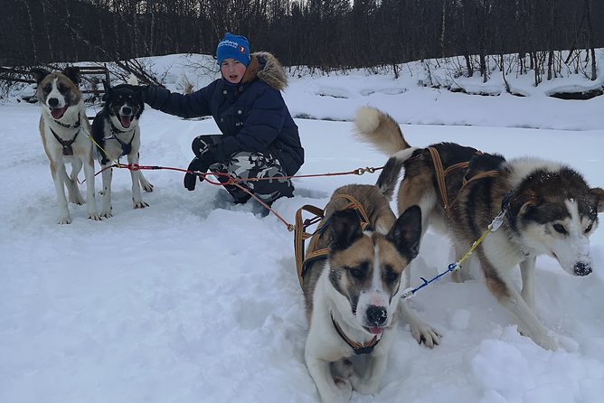 Privat sled trip with husky in the alta valley - A private husky outing near the Alta River