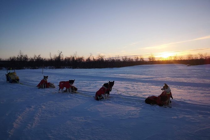 Privat sled trip with husky in the alta valley - Riding the sled for 45 to 60 minutes