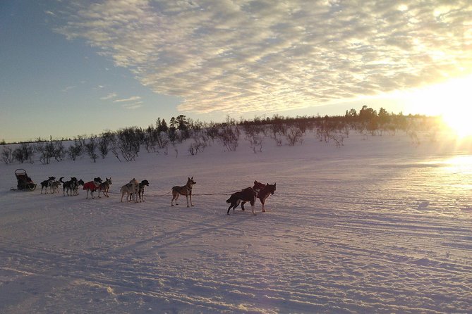 Privat sled trip with husky in the alta valley - What it means to drive your own dog sled