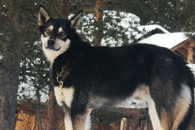 Privat sled trip with husky in the alta valley - A warm drink and more time with the dogs