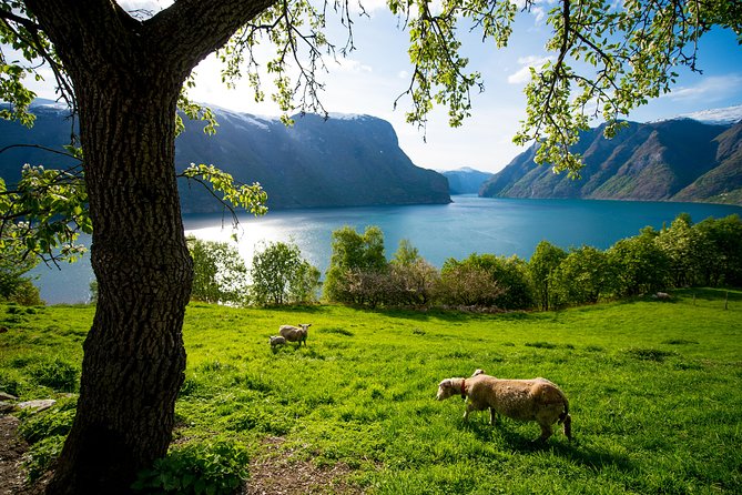 Private tour, Bergen to Oslo - Nærøyfjord Cruise & Flåm Railway - The summer option at Stegastein