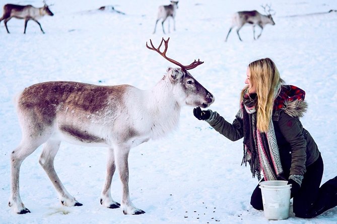 Reindeer Feeding and Sami Culture Including Lunch from Tromso - Feeding Tromsø’s reindeer herd