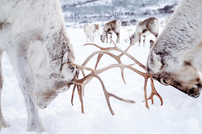 Reindeer Feeding and Sami Culture Including Lunch from Tromso - Bidos, cake, coffee, and practical food choices