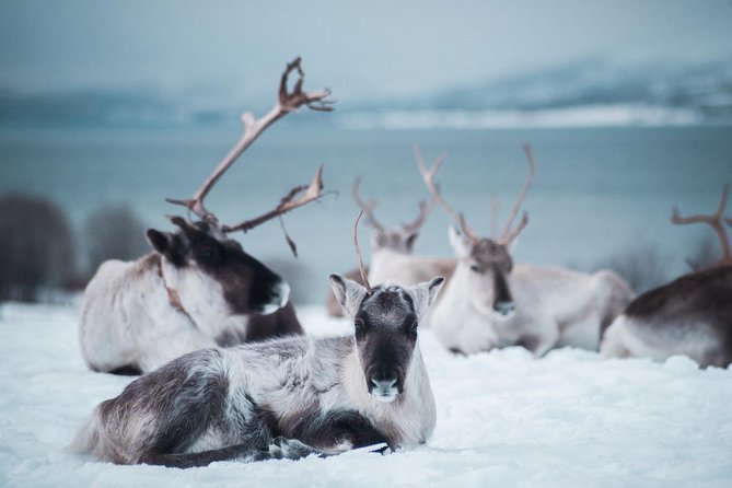 Reindeer Feeding and Sami Culture Including Lunch from Tromso - How the timing works