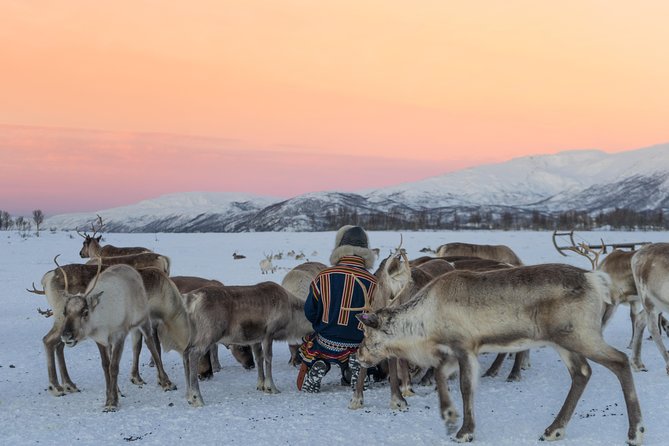 Reindeer Feeding and Sami Culture Including Lunch from Tromso - Warming up inside the lavvu