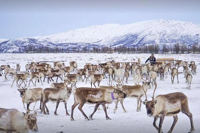 Reindeer Sledding Experience and Sami Culture Tour from Tromso - Feeding 300 reindeer is the most hands-on part