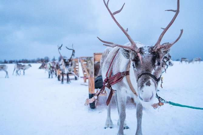 Reindeer Sledding Experience and Sami Culture Tour from Tromso - Warm up in a lavvu with bidos and hot drinks