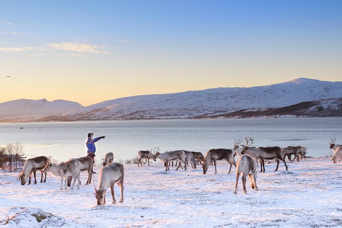 Reindeer Sledding Experience and Sami Culture Tour from Tromso - How the timing and group size affect the day
