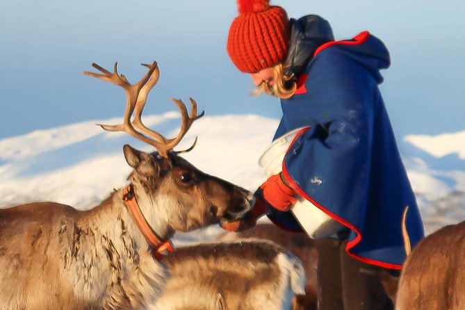 Reindeer Sledding Experience and Sami Culture Tour from Tromso - Meeting at Prostneset and riding out of Tromsø