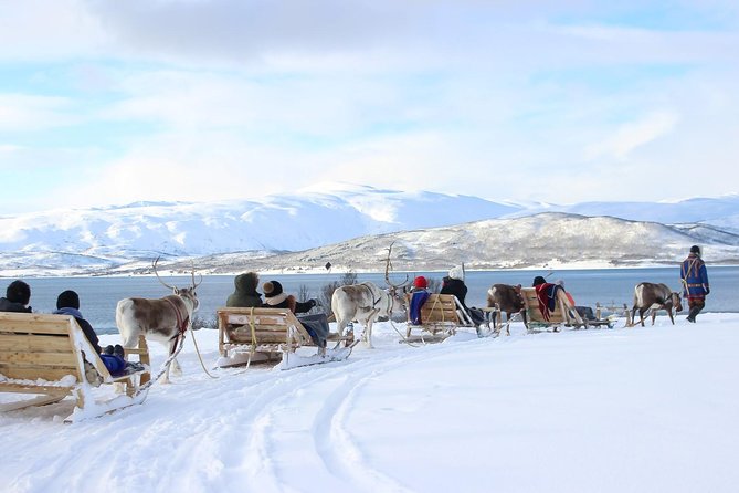 Sami Culture and Short Reindeer Sledding from Tromso - Meeting the Reindeer Outside Tromsø