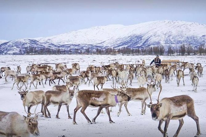 Sami Culture and Short Reindeer Sledding from Tromso - A Short Sleigh Ride Through the Valley