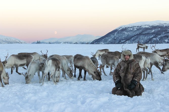 Sami Culture and Short Reindeer Sledding from Tromso - How the Four Hours Usually Fit Together