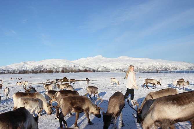 Sami Culture and Short Reindeer Sledding from Tromso - Is $204.05 a Fair Price?