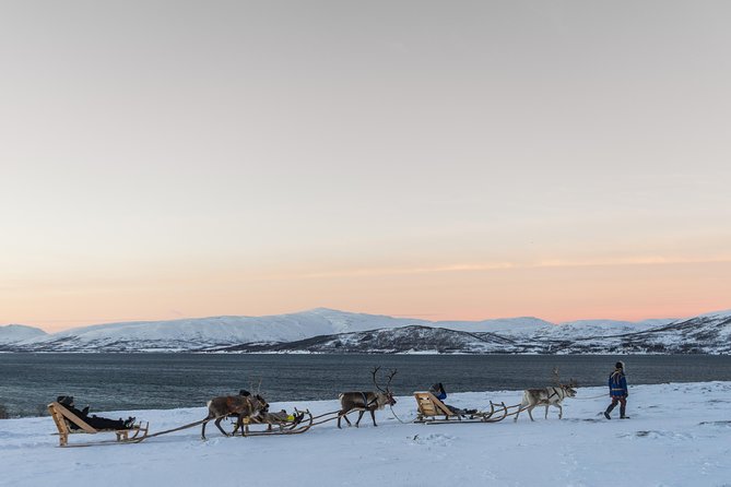Sami Culture and Short Reindeer Sledding from Tromso - Who Will Enjoy This Most?