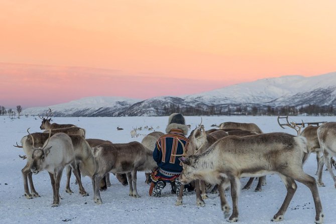 Sami Culture and Short Reindeer Sledding from Tromso - Should You Book Tromsø Arctic Reindeer?