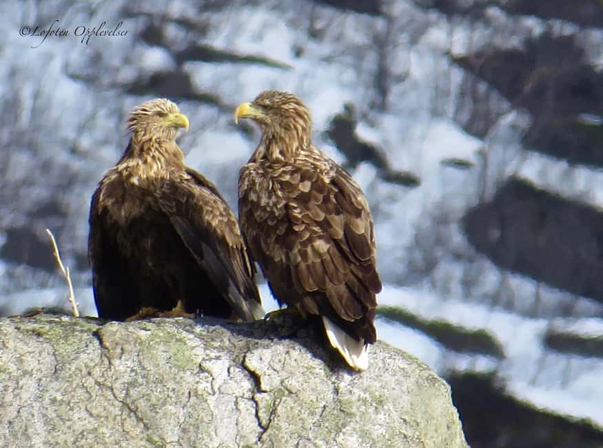 Sea Eagle/Nature Safari - Key points to know before you book