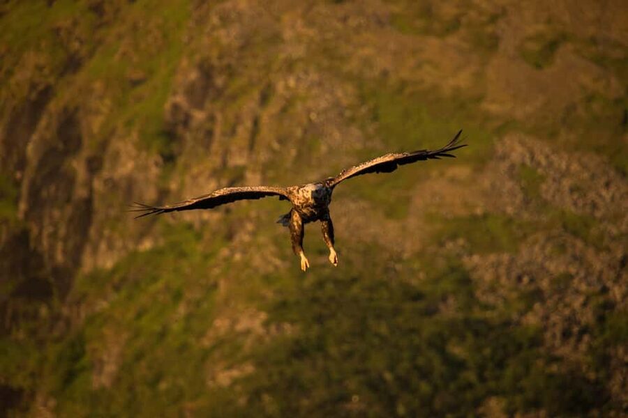 Sea Eagle/Nature Safari - Watching Lofoten’s sea eagles
