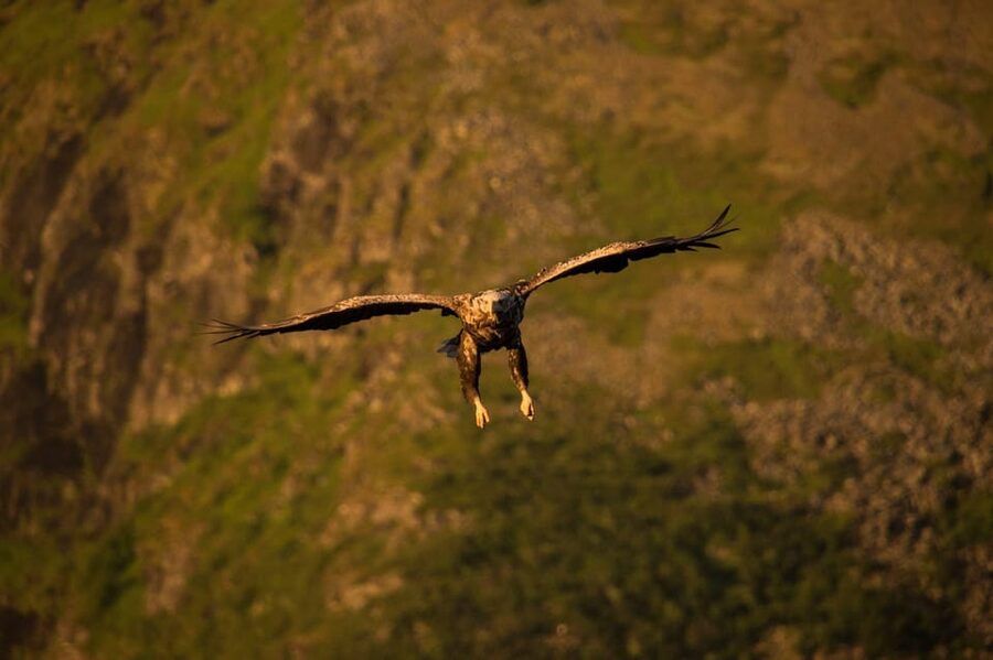 Sea Eagle/Nature Safari - Searching for grey seals near the island colony