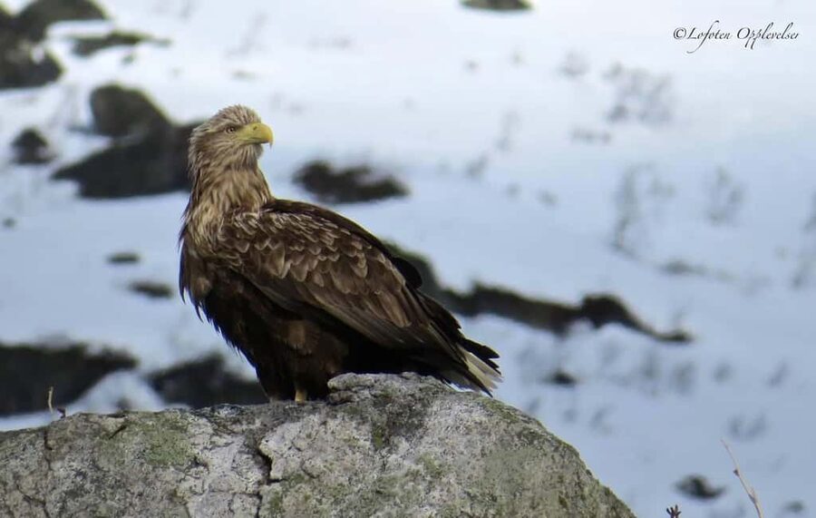 Sea Eagle/Nature Safari - The RIB ride and what it feels like