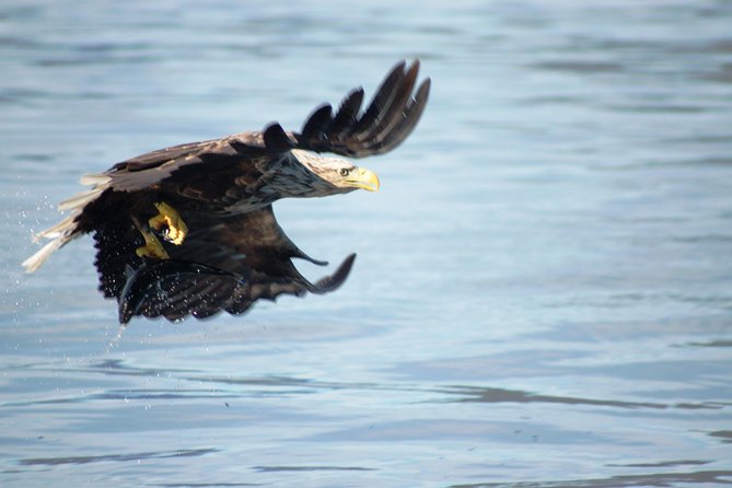 Sea Eagle Safari from Svolvær to Trollfjorden - Trollfjorden from a different angle