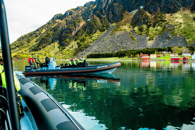 Sea Eagle Safari from Svolvær to Trollfjorden - My call: book it for wildlife and speed