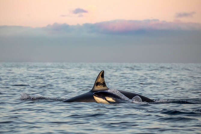 Silent Whale Watching by Hybrid-Electric Boat from Tromsø - Leaving Tromsø and passing Lyngstuva lighthouse