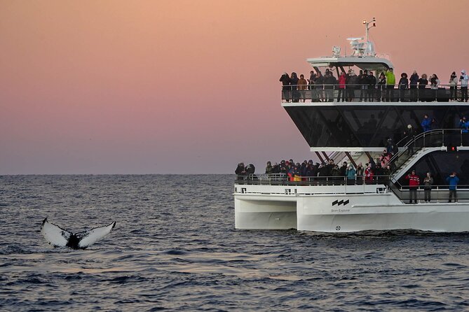 Silent Whale Watching by Hybrid-Electric Boat from Tromsø - What the hybrid-electric boat adds