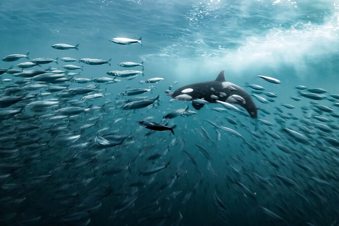 Silent Whale Watching by Hybrid-Electric Boat from Tromsø - The crew and the educational side