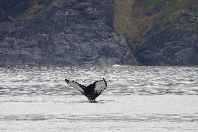 Silent Whale Watching by Hybrid-Electric Boat from Tromsø - Cold, rough water, and staying comfortable