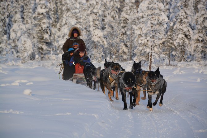 Sit Back and Relax Morning Husky Tour - A quiet introduction to Swedish Lapland