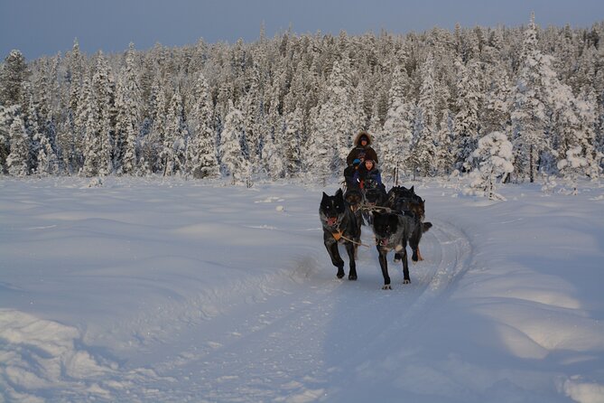Sit Back and Relax Morning Husky Tour - How personal is a small-group tour?