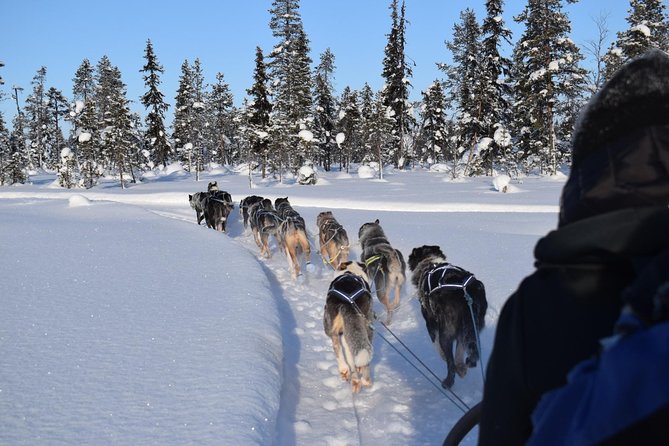 Sit Back and Relax Morning Husky Tour - What happens at the kennel before you ride
