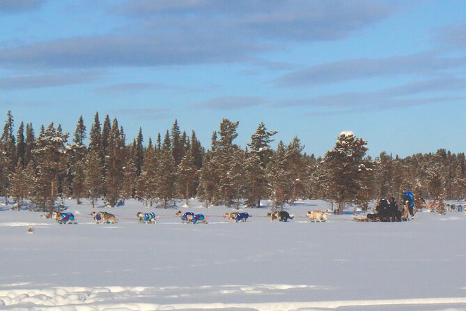 Sit Down Husky Ride Dog Sled Tour in Kiruna - A proper Lapland outing, not just a quick dog photo