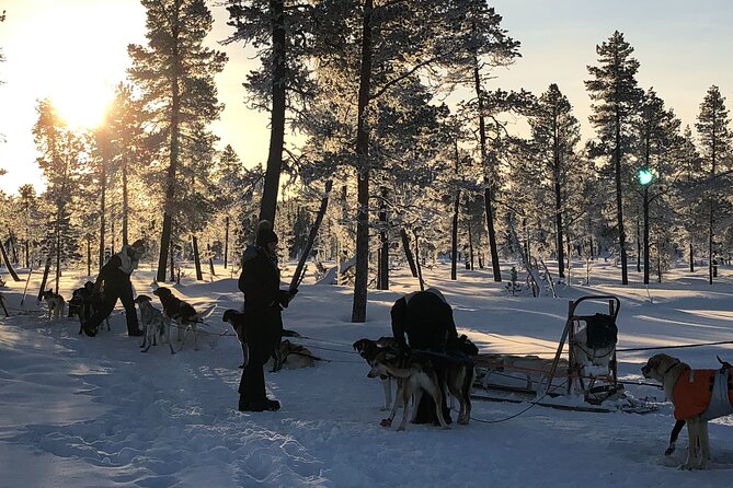 Sit Down Husky Ride Dog Sled Tour in Kiruna - The sled route through Kurravaara