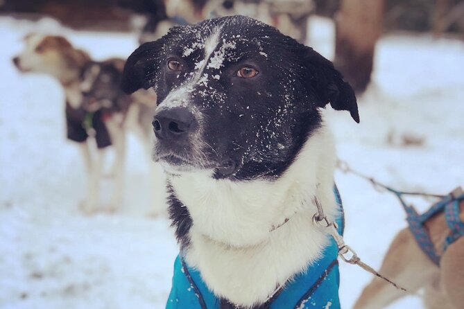 Sit Down Husky Ride Dog Sled Tour in Kiruna - Cold weather, comfort, and family concerns