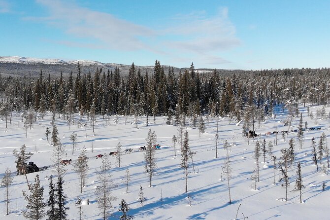 Sit Down Husky Ride Dog Sled Tour in Kiruna - Who will enjoy this most?