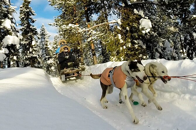 Sit Down Husky Ride Dog Sled Tour in Kiruna - Meeting the dogs before the trail