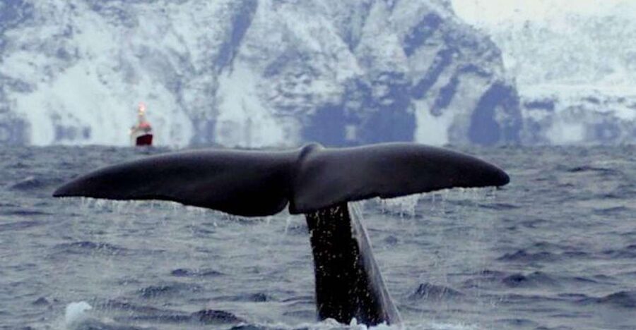 Skjervøy: Birds and Wildlife of Arctic Norway - Looking Ashore for Moose and Reindeer