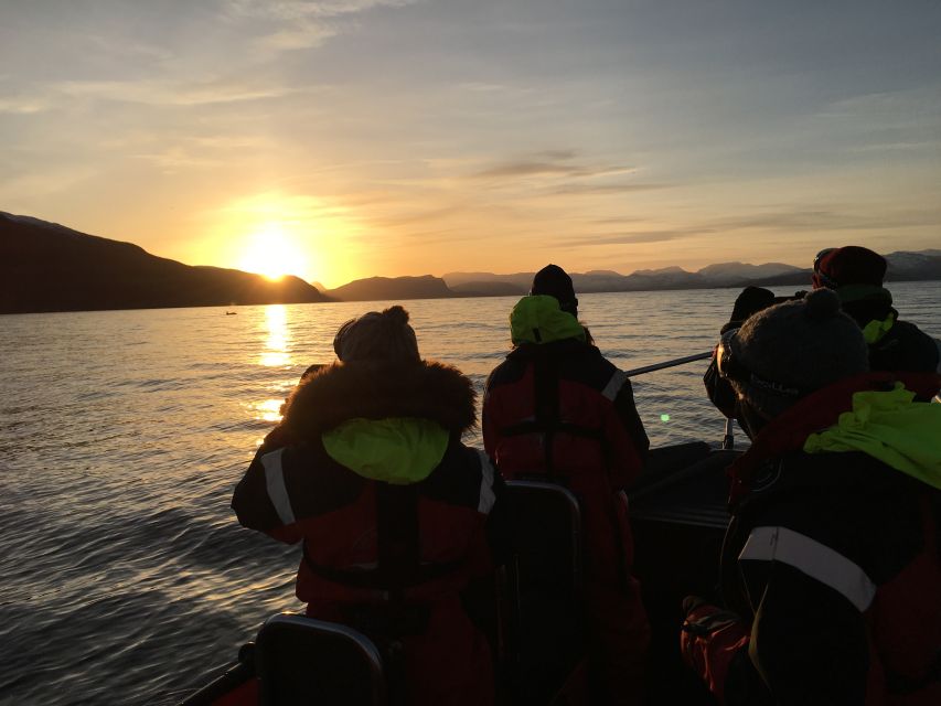 Skjervøy: Birds and Wildlife of Arctic Norway - Birdwatching From the RIB