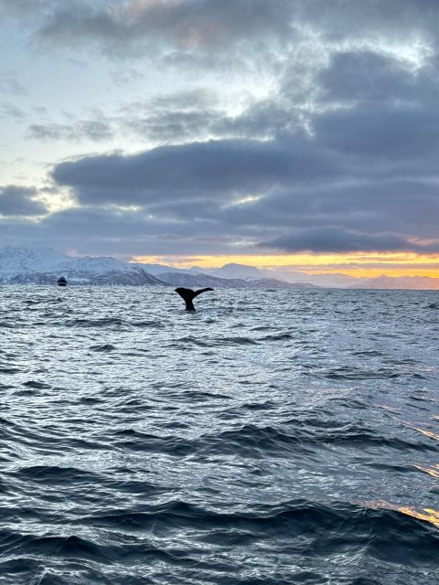 Skjervøy: Birds and Wildlife of Arctic Norway - Sami and Norwegian Stories Along the Coast