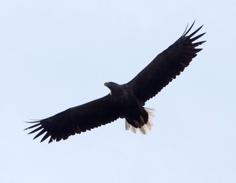 Skjervøy: Birds and Wildlife of Arctic Norway - What $165 Buys You