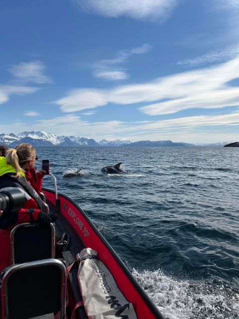 Skjervøy: Birds and Wildlife of Arctic Norway - Seals, Otters and the Chance of a Whale