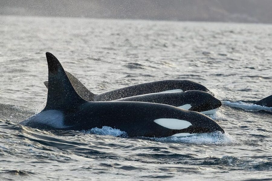 Skjervøy: Orca and Whale-Watching comfort heated Boat Trip - Why the heated boat matters in Arctic water